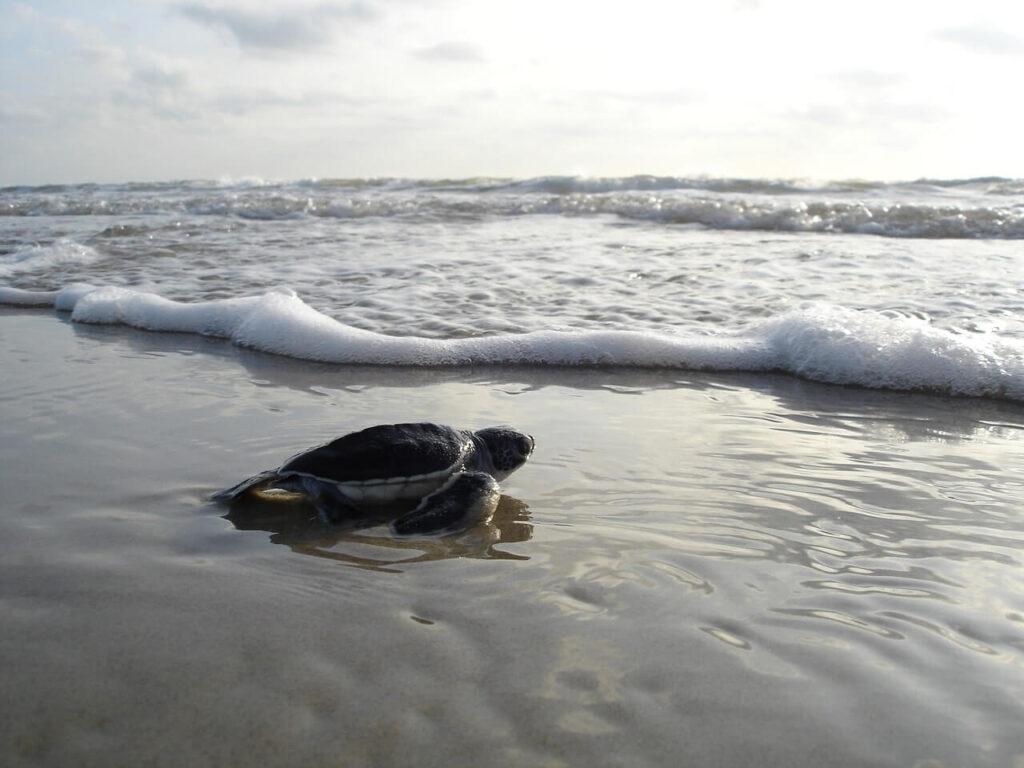 Riviera Nayarit Turtle Season